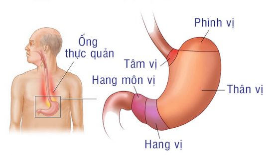 Vị trí hang vị dạ dày