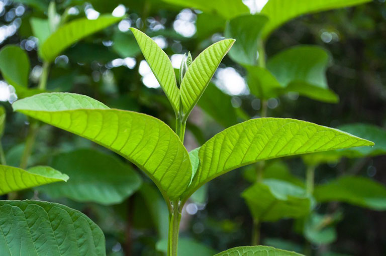 Chữa đau dạ dày bằng lá ổi